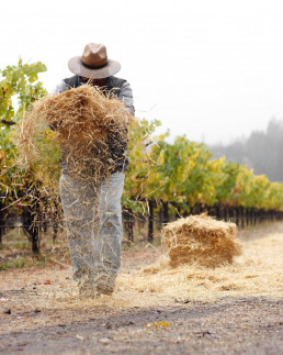 Hay between rows at Spottswoode