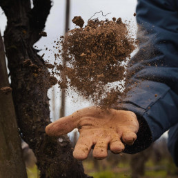 The soil of Paul Jaboulet Aine's organic winery