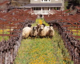 Sheep at Spottswoode