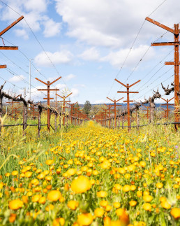 the flowers and fields of Spottswoode Winery