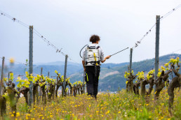 Spraying done in certified organic/biodynamic producer, Jaboulet’s vineyard