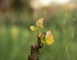 Organically grown wine really is something