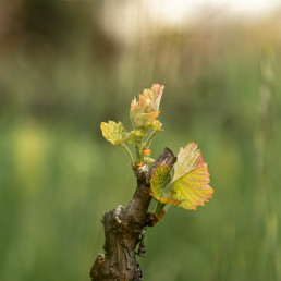 Organically grown wine really is something