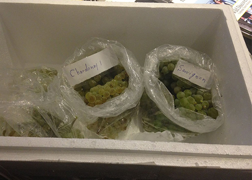 Packaged Bag of White Grapes from Latakia