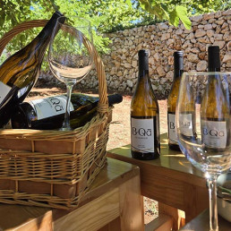 Bottles of Château Marsyas Wines outside in the Levant vineyards