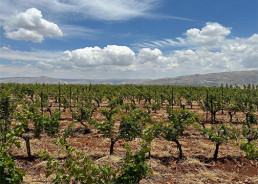 The Château Marsyas Vineyard in Levant