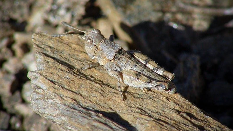 Sigaus Childi, Grasshopper Rock's namesake