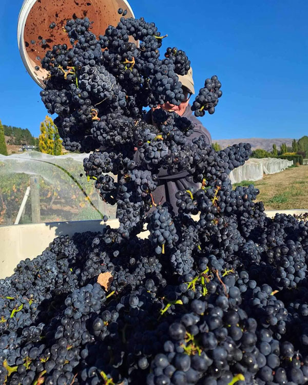 Grapes harvested for Grasshopper Rock's Pinot Noir