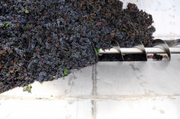 Grapes being processed at the Mont'Albano facilities