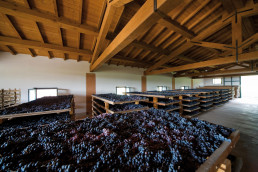 Grapes ready to be processed at Mont'Albano