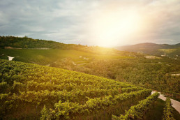 Landscape photo of the Mont'Albano Vigneto (Vineyard)