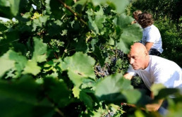 Mont'Albano Founder Mauro Braidot in the field