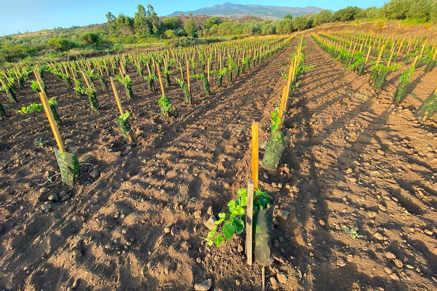 Frank Cornelissen Vineyard