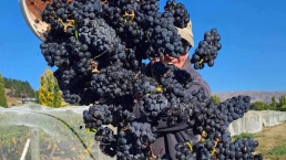 Grapes havested for Grasshopper Rock's Pinot Noir