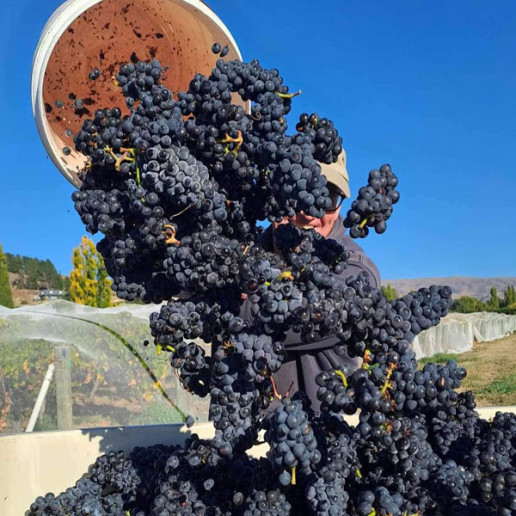 Grapes havested for Grasshopper Rock's Pinot Noir