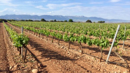 Bodegas y Viñedos Leza García vineyard