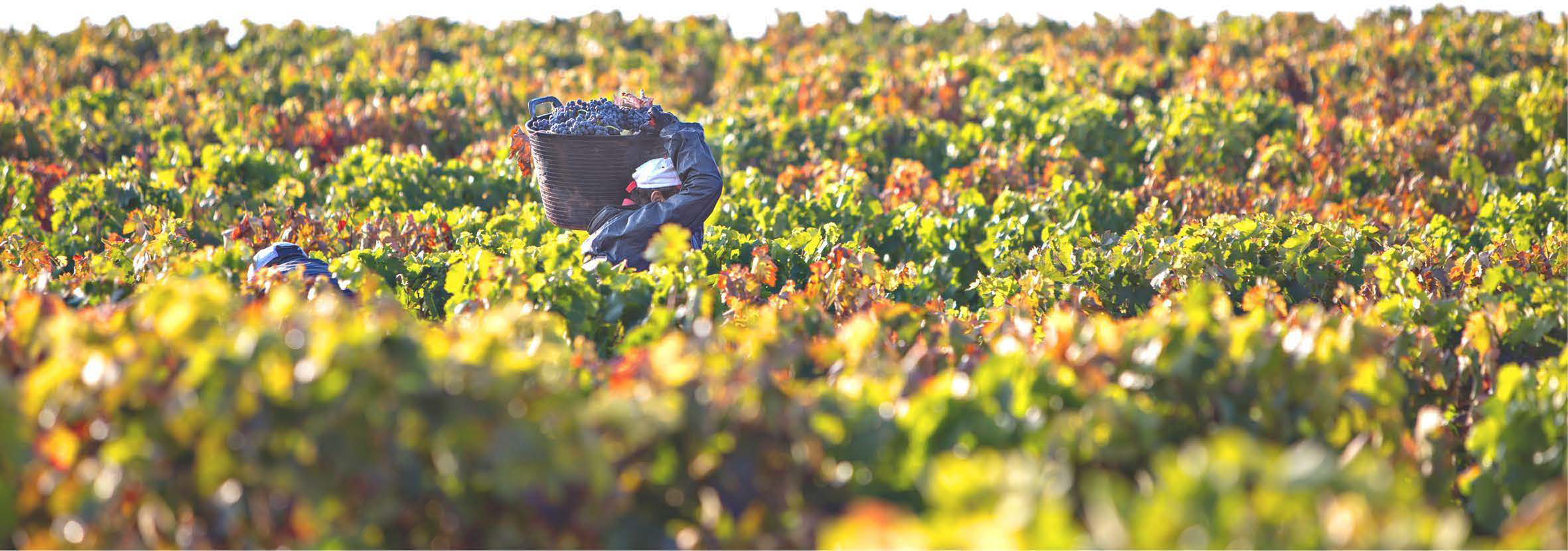 Bodegas y Viñedos Leza García