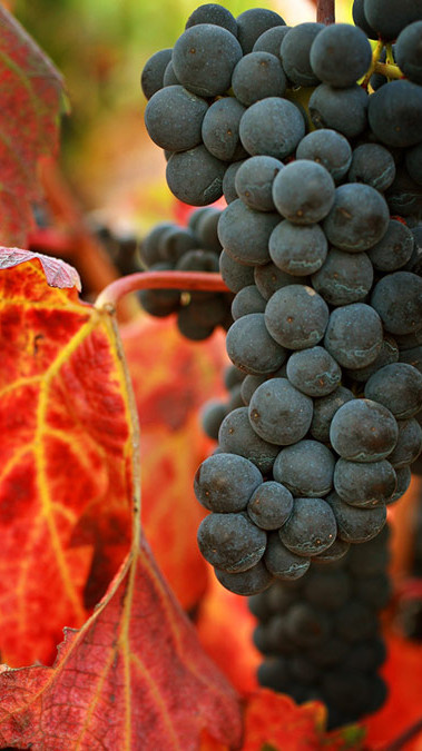 Tempranillo - the rising star of Rioja