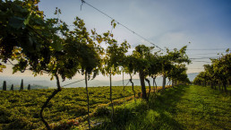 Sartori vineyards