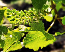 Close-up of some young grapes growing on a vine