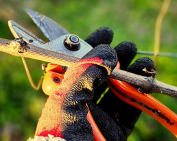 Close-Up of Pruning Shears held in the vineyard