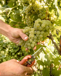 Chardonnay Grapes, ready for champagne vinification